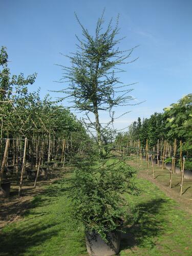 Pabuk antarktický - Nothofagus antarctica