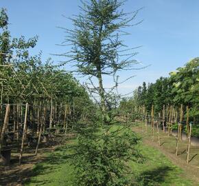 Pabuk antarktický - Nothofagus antarctica