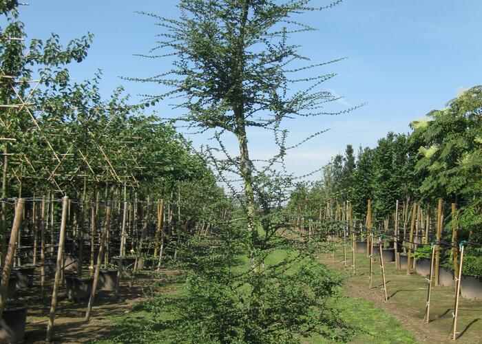 Pabuk antarktický - Nothofagus antarctica