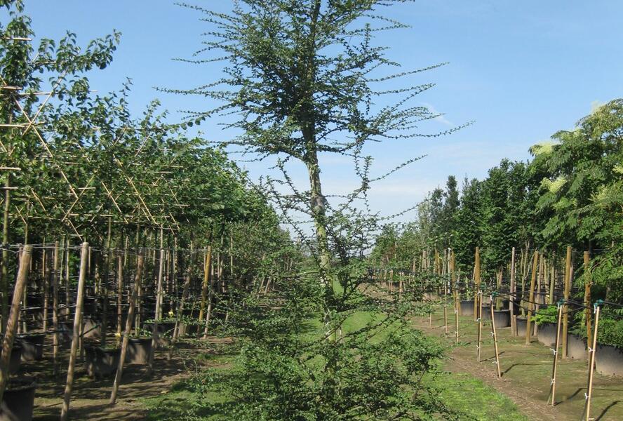 Pabuk antarktický - Nothofagus antarctica