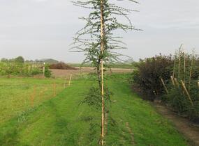 Pabuk antarktický - Nothofagus antarctica