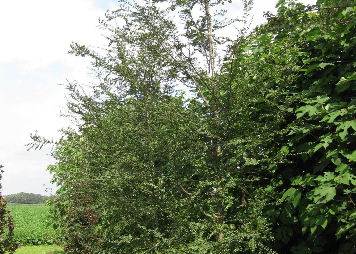 Pabuk antarktický - Nothofagus antarctica
