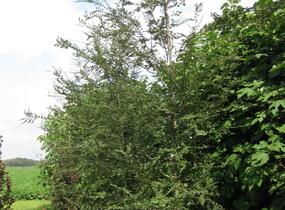 Pabuk antarktický - Nothofagus antarctica