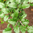 Pabuk antarktický - Nothofagus antarctica