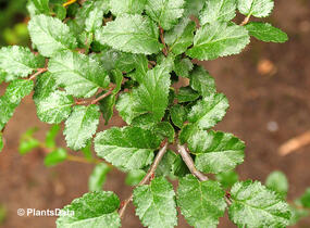 Pabuk antarktický - Nothofagus antarctica