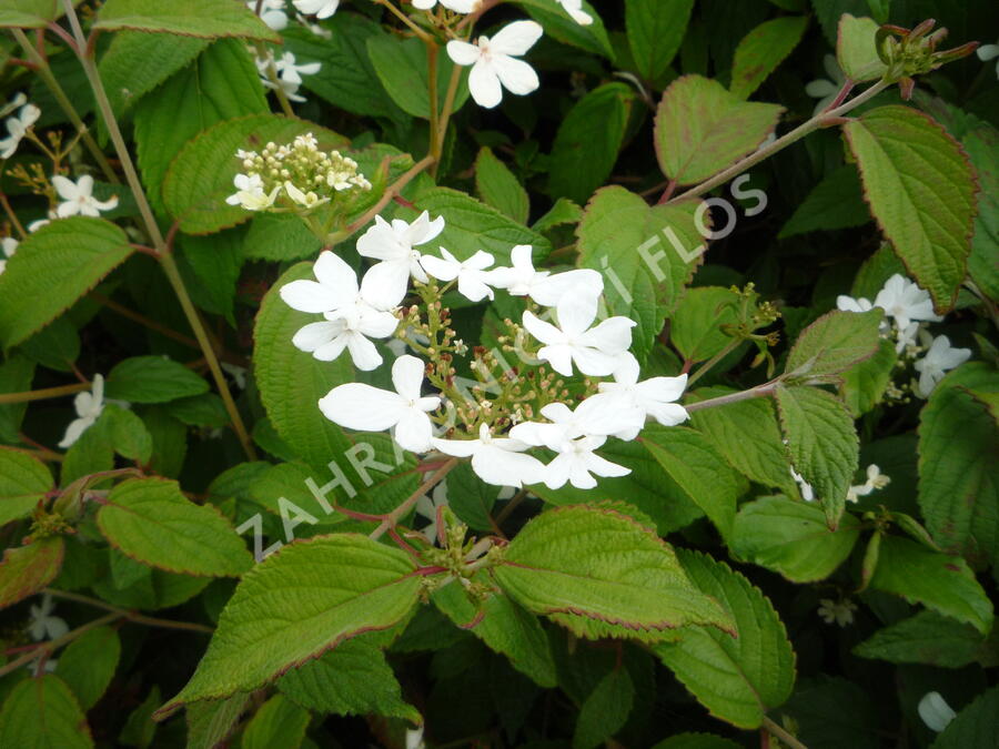 Kalina japonská 'Watanabe' - Viburnum plicatum 'Watanabe'