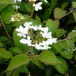 Kalina japonská 'Watanabe' - Viburnum plicatum 'Watanabe'