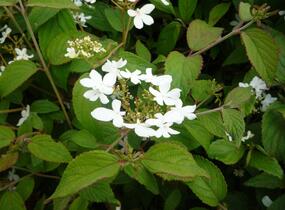 Kalina japonská 'Watanabe' - Viburnum plicatum 'Watanabe'