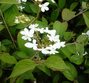Kalina japonská 'Watanabe' - Viburnum plicatum 'Watanabe'
