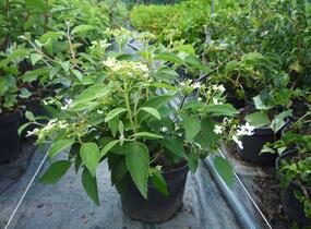 Kalina japonská 'Watanabe' - Viburnum plicatum 'Watanabe'