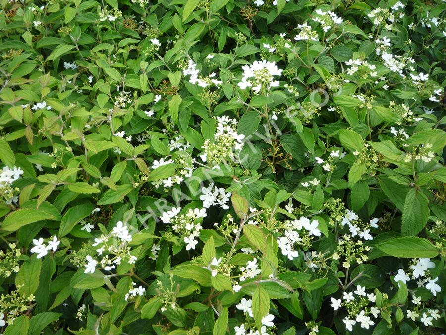 Kalina japonská 'Watanabe' - Viburnum plicatum 'Watanabe'