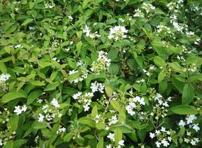 Kalina japonská 'Watanabe' - Viburnum plicatum 'Watanabe'