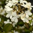 Kalina japonská 'Watanabe' - Viburnum plicatum 'Watanabe'