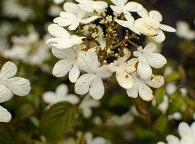 Kalina japonská 'Watanabe' - Viburnum plicatum 'Watanabe'