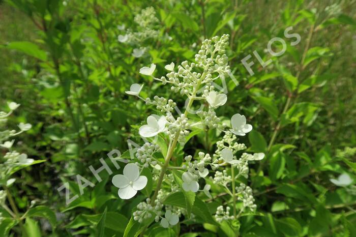 Hortenzie latnatá 'Kyushu' - Hydrangea paniculata 'Kyushu'