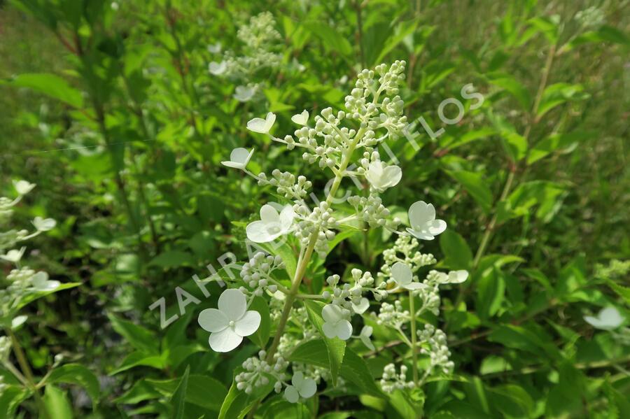 Hortenzie latnatá 'Kyushu' - Hydrangea paniculata 'Kyushu'