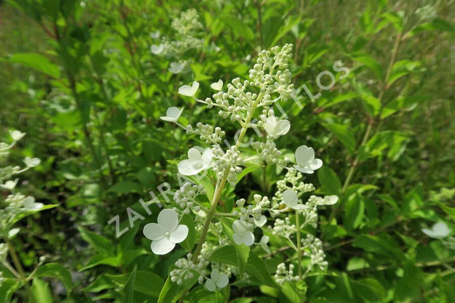 Hortenzie latnatá 'Kyushu' - Hydrangea paniculata 'Kyushu'