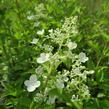 Hortenzie latnatá 'Kyushu' - Hydrangea paniculata 'Kyushu'