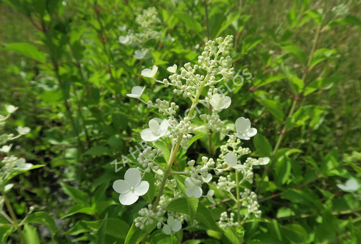 Hortenzie latnatá 'Kyushu' - Hydrangea paniculata 'Kyushu'