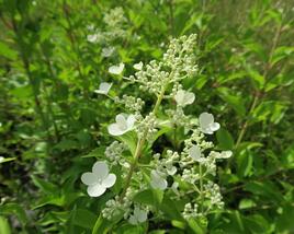 Hortenzie latnatá 'Kyushu'
