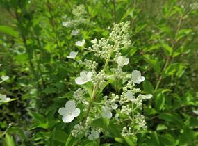 Hortenzie latnatá 'Kyushu' - Hydrangea paniculata 'Kyushu'