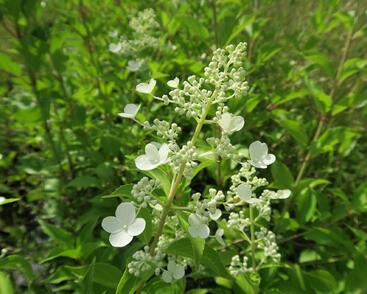 Hortenzie latnatá 'Kyushu'