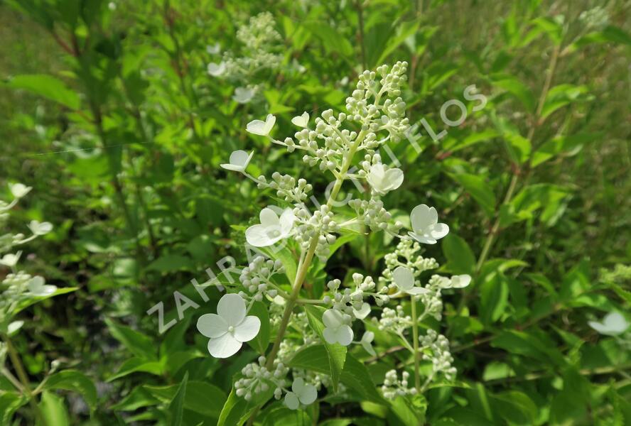 Hortenzie latnatá 'Kyushu' - Hydrangea paniculata 'Kyushu'
