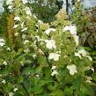 Hortenzie latnatá 'Kyushu' - Hydrangea paniculata 'Kyushu'