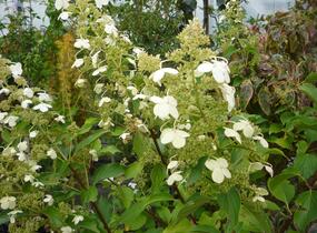 Hortenzie latnatá 'Kyushu' - Hydrangea paniculata 'Kyushu'