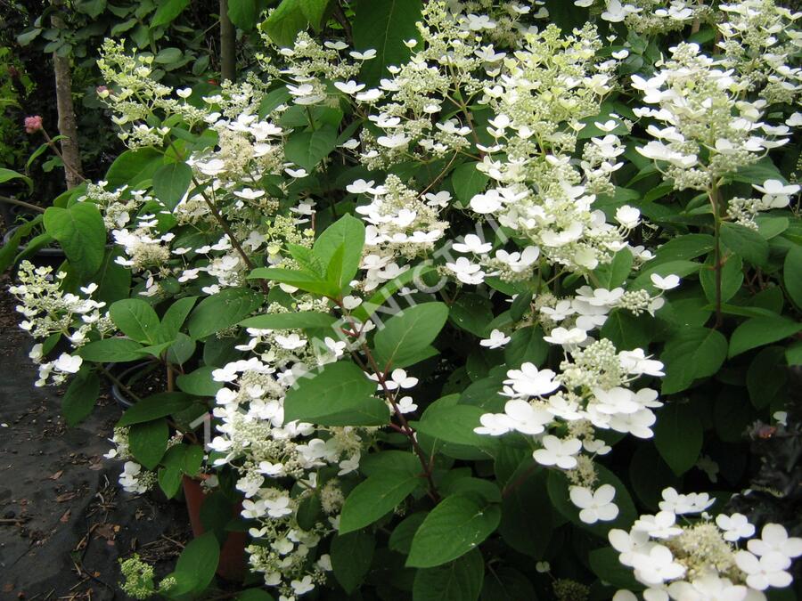 Hortenzie latnatá 'Pinky Winky' - Hydrangea paniculata 'Pinky Winky'