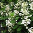Hortenzie latnatá 'Pinky Winky' - Hydrangea paniculata 'Pinky Winky'