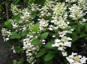 Hortenzie latnatá 'Pinky Winky' - Hydrangea paniculata 'Pinky Winky'