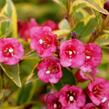 Vajgélie květnatá 'Moulin Rouge' - Weigela florida 'Moulin Rouge'
