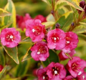 Vajgélie květnatá 'Moulin Rouge' - Weigela florida 'Moulin Rouge'