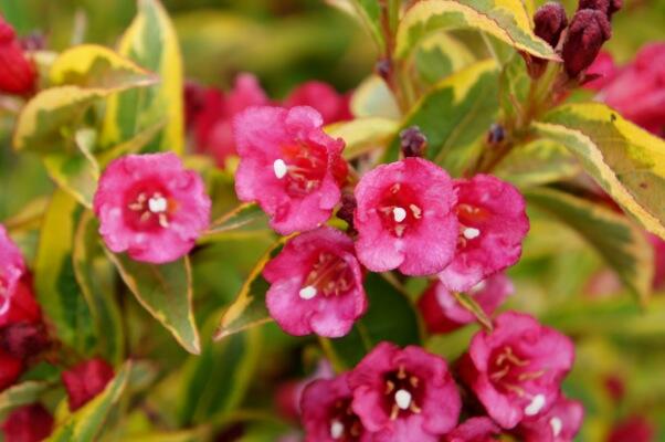 Vajgélie květnatá 'Moulin Rouge' - Weigela florida 'Moulin Rouge'