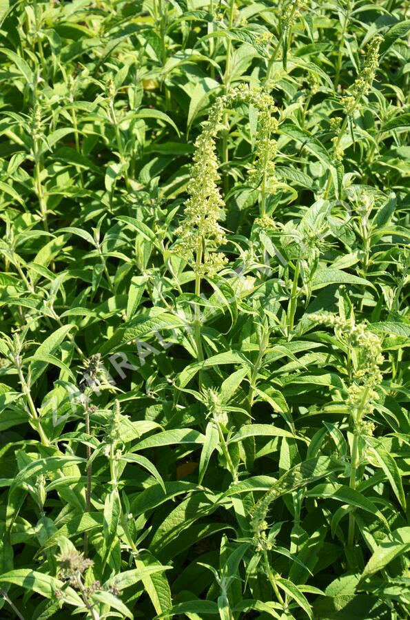 Motýlí keř, Komule Davidova 'White Profusion' - Buddleja davidii 'White Profusion'