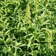 Motýlí keř, Komule Davidova 'White Profusion' - Buddleja davidii 'White Profusion'