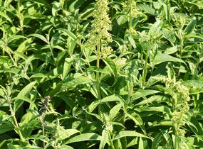 Motýlí keř, Komule Davidova 'White Profusion' - Buddleja davidii 'White Profusion'