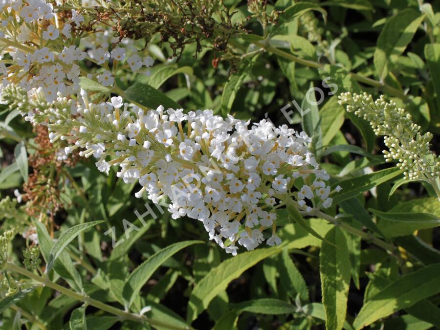 Motýlí keř, Komule Davidova 'White Profusion' - Buddleja davidii 'White Profusion'