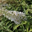 Motýlí keř, Komule Davidova 'White Profusion' - Buddleja davidii 'White Profusion'