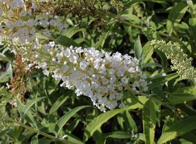 Motýlí keř, Komule Davidova 'White Profusion' - Buddleja davidii 'White Profusion'