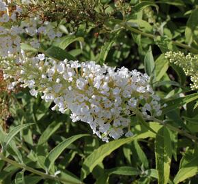 Motýlí keř, Komule Davidova 'White Profusion' - Buddleja davidii 'White Profusion'