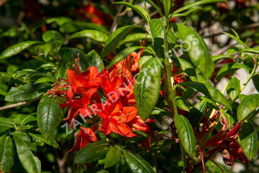 Azalka 'Satan' - Azalea (KH) 'Satan'