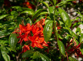 Azalka 'Satan' - Azalea (KH) 'Satan'