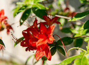 Azalka 'Satan' - Azalea (KH) 'Satan'