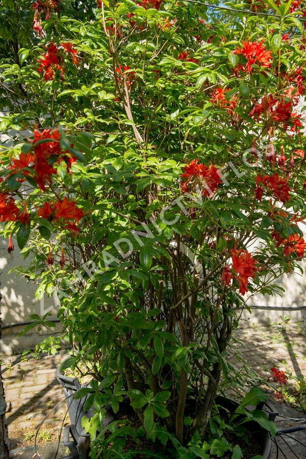 Azalka 'Satan' - Azalea (KH) 'Satan'