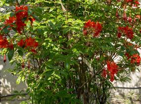 Azalka 'Satan' - Azalea (KH) 'Satan'