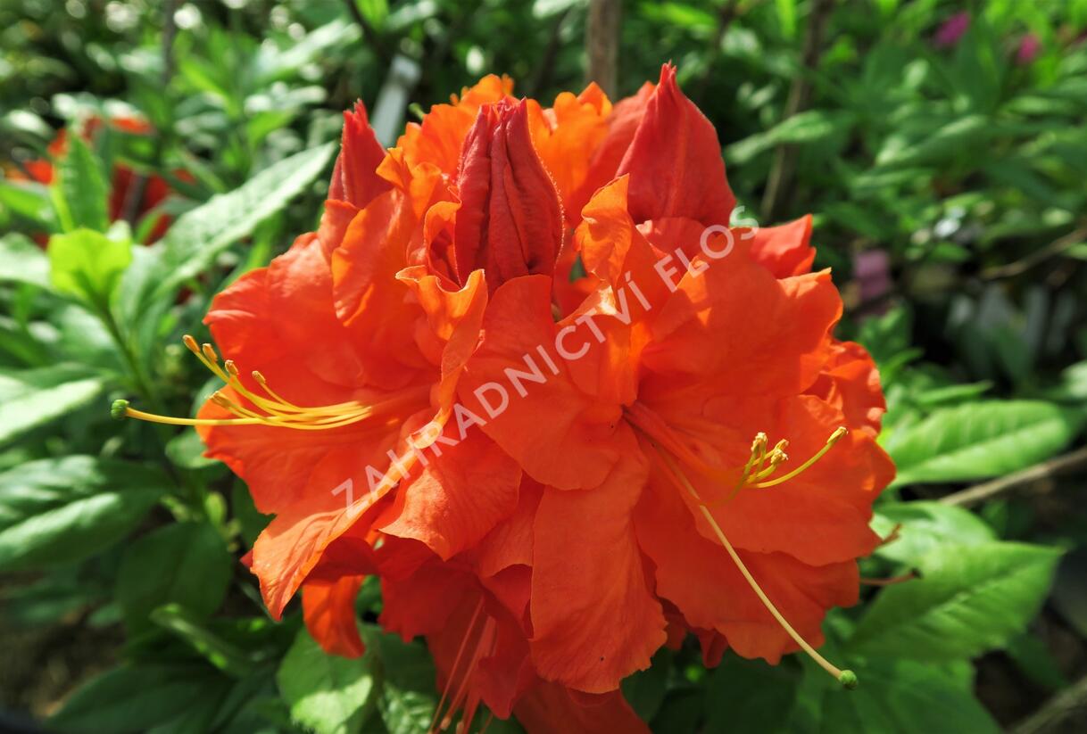 Azalka 'Gibraltar' - Azalea (KH) 'Gibraltar'