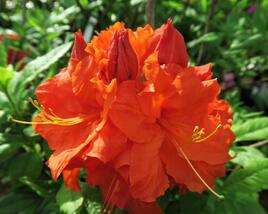Azalka 'Gibraltar'