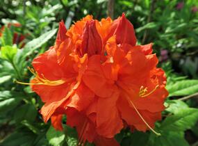 Azalka 'Gibraltar' - Azalea (KH) 'Gibraltar'